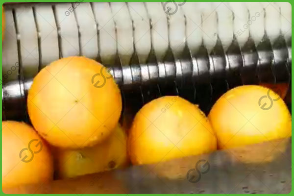 mesin ekstraktor jus lemon