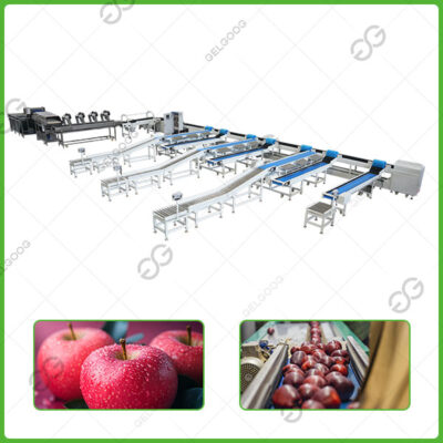 apple grading line