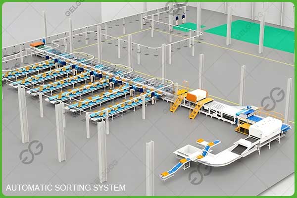 automatic pineapple sorting system