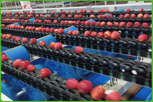 ellips fruit sorting machine