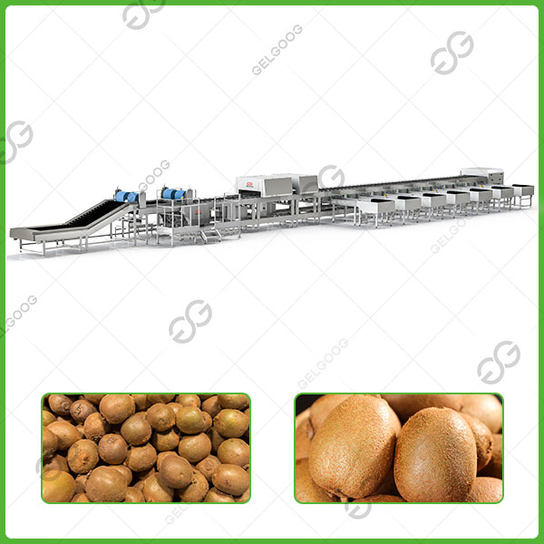 kiwi fruit sorting machine