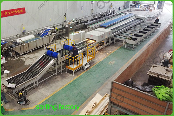 pabrik penyortiran jeruk mandarin