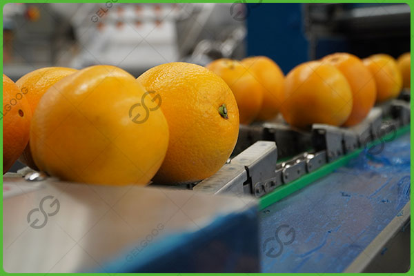 peralatan penyortiran mandarin