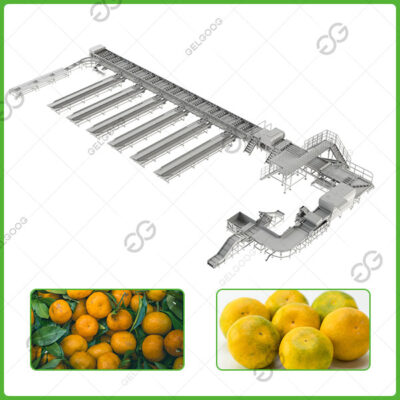 mandarin orange sorting line