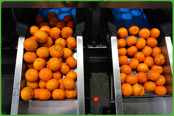 машина для сортировки лимонов