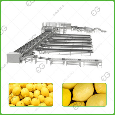 línea de empaque y clasificación de limones