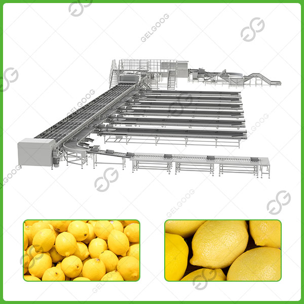 линия сортировки и упаковки лимонов