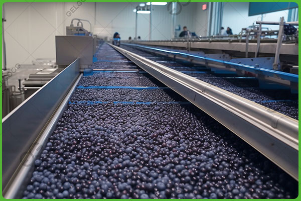 blueberry processing factory