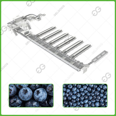 blueberry sorting line