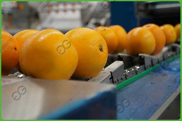 fruit export packing line
