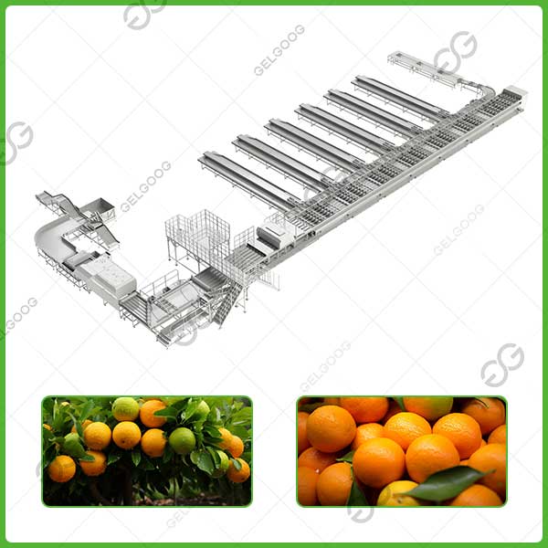 orange brix sorting line