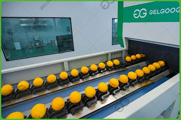 máquina inspectora de apariencia de limón