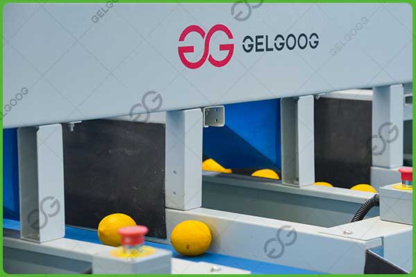 Máquina clasificadora de defectos en la superficie del limón