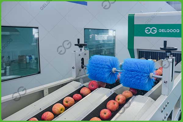 apple grading machine