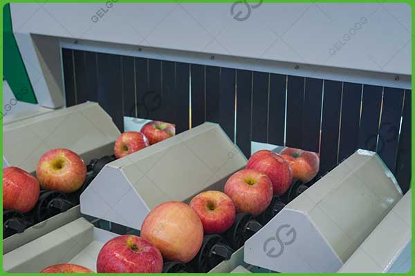 apple sorting equipment