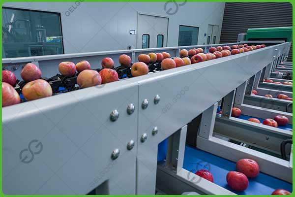 apple sorting factory