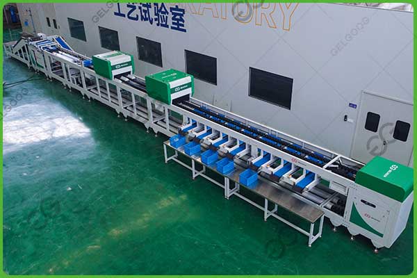 apple sorting line