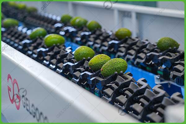 avocado-processing equipment
