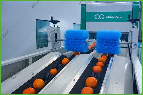 fruit sorting machine
